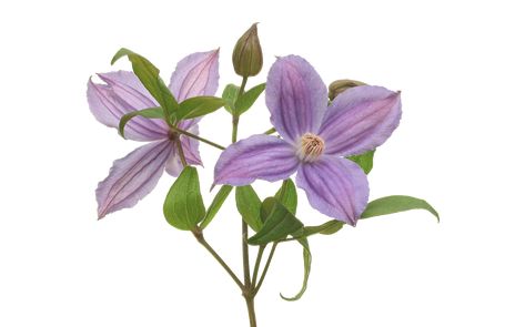 Lavender Clematis, Sweet Autumn Clematis, Colour Contrast, Beautiful Flowers Photos, Small White Flowers, Uk Images, Watercolor Flowers Paintings, Sweet Fragrances, Different Flowers