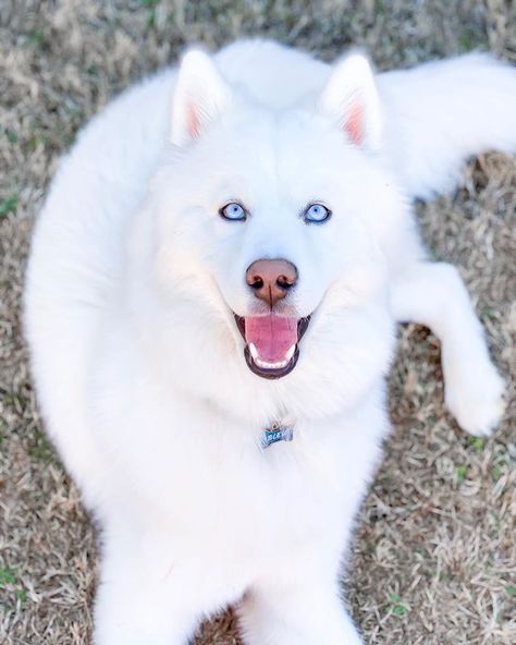 White Siberian Husky Puppy, White Husky Puppy, Baby Husky, Pic Editing, White Siberian Husky, Baby Huskies, Husky Puppies For Sale, Husky Breeds, White Husky