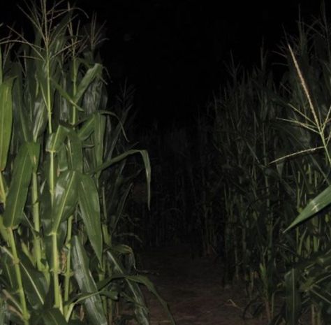 Maze Garden, Paranormal Aesthetic, Writing Club, Slasher Movies, Welcome To Night Vale, Garden Aesthetic, Horror Book, Corn Maze, Southern Gothic