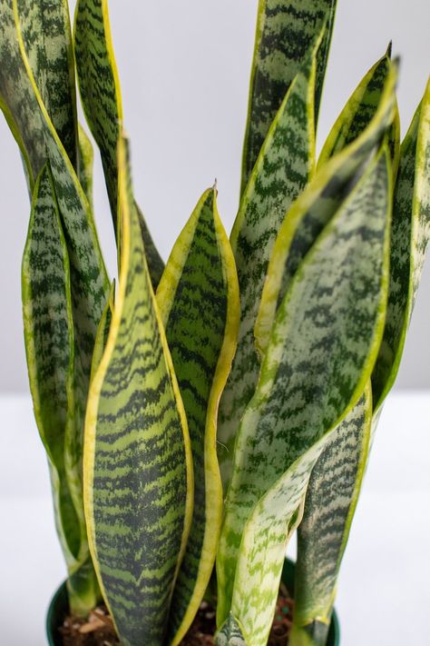 Variegated Laurentii Snake Plant | Sansevieria Plant | Lively Root Types Of Snake Plants, Whale Fin Snake Plant, Snake Plant Collection, Variegated Snake Plant, Snake Plant Varieties, Sansevieria Laurentii, Climbing Trellis, Succulent Potting Mix, Types Of Snake