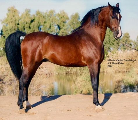 Persian Asil Horse, Blood Bay Horse, Persian Horse, Kathiyawadi Horse, Horse Arabian, Horse Coat Colors, Marwari Horses, Rare Horses, Hanoverian