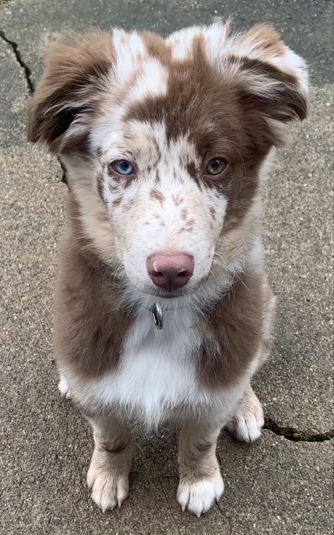 Red Merle Aussie, Aussie Puppy, Cute Dogs Images, Very Cute Puppies, Aussie Puppies, Cute Dog Photos, Cute Animals Puppies, Very Cute Dogs, Really Cute Dogs