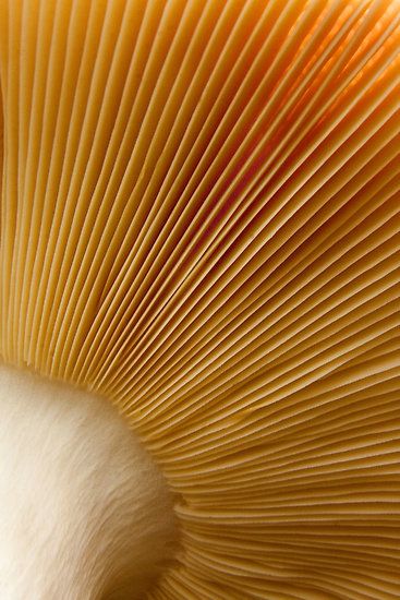 Underneath of a Mushroom. Again another example of linear patterns created in nature that I think would work well when interpreted on material. I particularly like the uniformity of this pattern. Mushroom Underside, Foto Macro, Natural Structures, Texture Inspiration, Mushroom Fungi, Close Up Photography, Organic Design, Natural Forms, Mellow Yellow