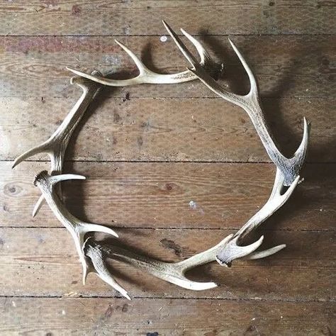 Transitional Holiday Décor... Wreaths - Cindy Hattersley Design Antler Ideas, Antler Wreath, Antler Crafts, Antler Art, Shed Antlers, Deco Originale, Oh Deer, Cool Ideas, Deer Antlers