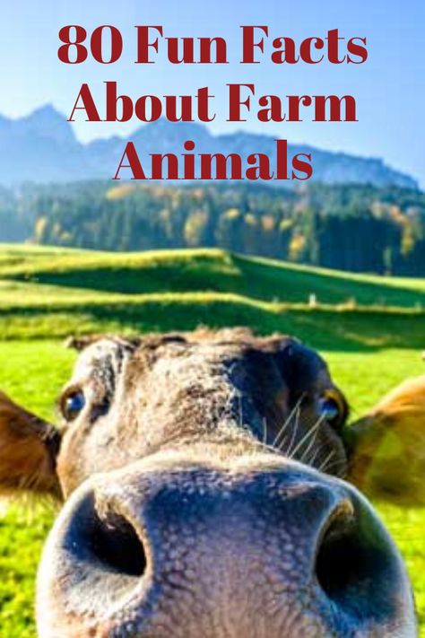 Looking for something to talk about? Here are 80 fun facts about farm animals to get you started! https://www.cappersfarmer.com/humor-and-nostalgia/80-fun-facts-about-farm-animals-ze0z1901zgsch/?utm_source=pinterest&utm_medium=feed&utm_campaign=cfr Farm Facts Preschool, Facts About Farm Animals, Farmer House, Raising Sheep, Animal Facts For Kids, Farm Facts, Preschool Farm, Farm Quotes, Farm Humor