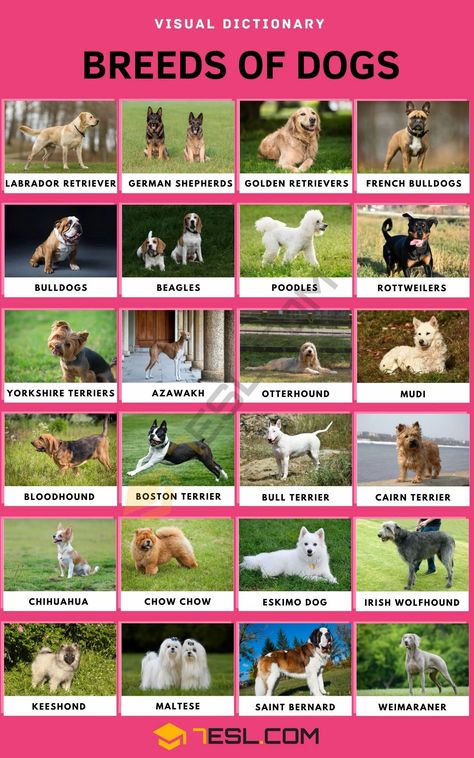 Dog Breeds Dog Breeds Chart, Loyal Dog Breeds, Types Of Dogs Breeds, Dog Breed Names, Different Types Of Dogs, Rare Dogs, Basset Hound Beagle, Rare Dog Breeds, Dog Breeds List