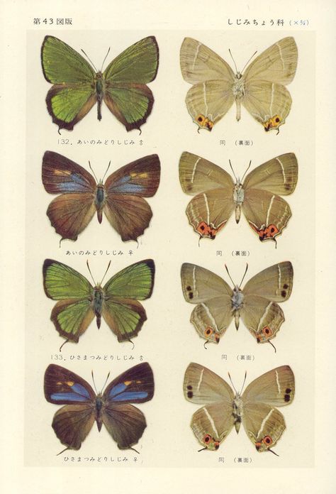 Classic Grunge, Alt Posters, Vintage Butterfly Print, Indie Photography, Grunge Posters, Grunge Pictures, Butterfly Poster, Butterfly Pictures, Nature Posters