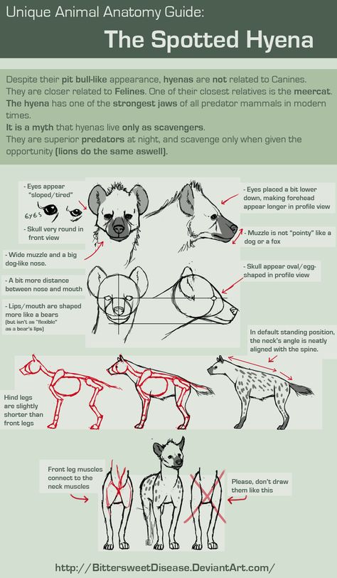 creator: http://bittersweetdisease.deviantart.com How To Draw Animals, Spotted Hyena, Draw Animals, Animal Anatomy, Animal Study, Anatomy Drawing, Animal Sketches, Anatomy Reference, Hyena