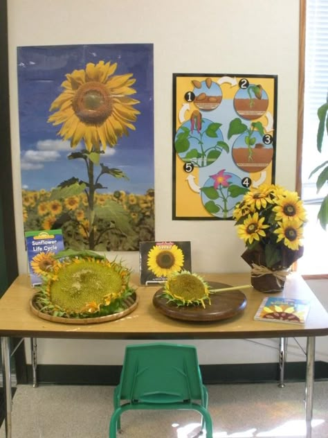 For the Children: Inspired by Nature. For more inspiring classrooms visit: http://pinterest.com/kinderooacademy/provocations-inspiring-classrooms/ ≈ ≈ Nature Inspired Classroom, Investigation Area, Science Area, Classroom Science, Reggio Inspired, Invitation To Play, Kindergarten Science, Nature Table, Preschool Science