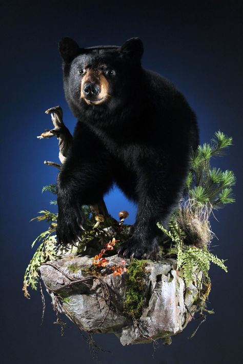 Bear Taxidermy, Black Bear Hunting, Bear Mounts, Turkey Hill, Taxidermy Decor, Bear Hunting, Taxidermy Mounts, Room Display, Big Game