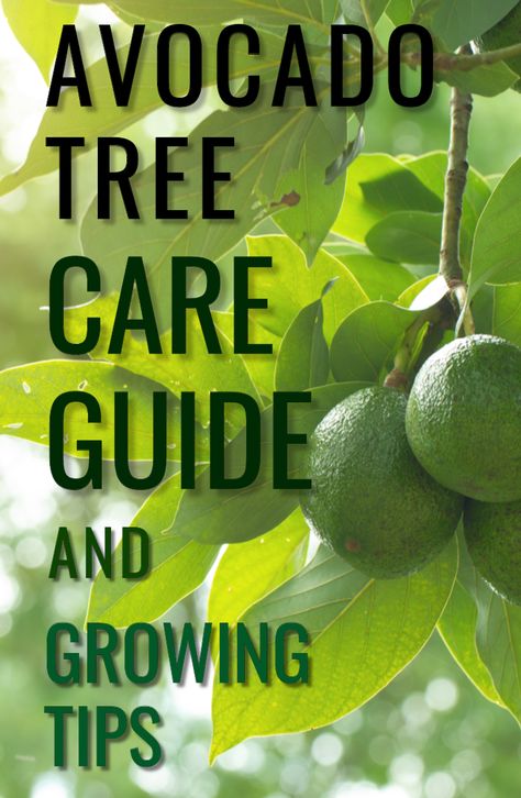 Soil For Avocado Tree, How To Take Care Of Avocado Plant, Avacodo Plant Care, How To Plant Avocado Tree, Avocado Tree Backyard, Planting Avocado Tree, Avocado Plant Care, Avocado Tree Care, Plant Avocado