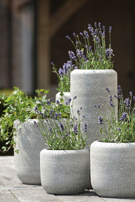 concrete round pots | adamchristopherdesign.co.uk Flower Pots Outdoor Full Sun, Hanging Flower Pots Outdoor, Potted Lavender, Hanging Flower Pots, Lavender Garden, Flower Pots Outdoor, Cement Planters, Concrete Pots, Hanging Flower