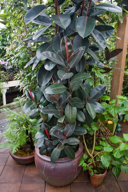 The Rubber plant (Ficus robusta) requires little light and tolerates lower temperatures than tropical plants. It's particularly effective at removing formaldehyde from the air. Photo: endenizen/Flickr Rubber Tree Outdoor, Rubber Plant Indoor, Rubber Tree Plant, Plants Photo, Indoor Trees, Ficus Elastica, Air Photo, Rubber Plant, Rubber Tree