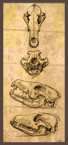 coyote skull references Coyote Drawing, Sketchbook Reference, Coyote Tattoo, Coyote Animal, Coyote Skull, Evil Skull Tattoo, Neo Tattoo, Skull Hand Tattoo, Skull Reference