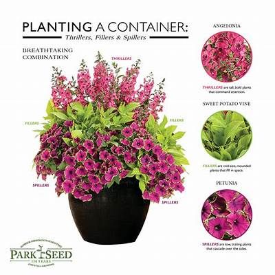 Design beautiful flowerpots and windowboxes using the Thriller/Filler ... Thrillers Fillers Spillers, Potted Plants Patio, Patio Container Gardening, Landscape Gardening, Porch Flowers, Container Garden Design, Potted Plants Outdoor, Garden Vines, Container Gardening Flowers