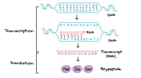 Rna Transcription, Dna Transcription And Translation, Dna Transcription, Central Dogma, Dna Genetics, Transcription And Translation, Ap Biology, Gene Expression, Biology Notes