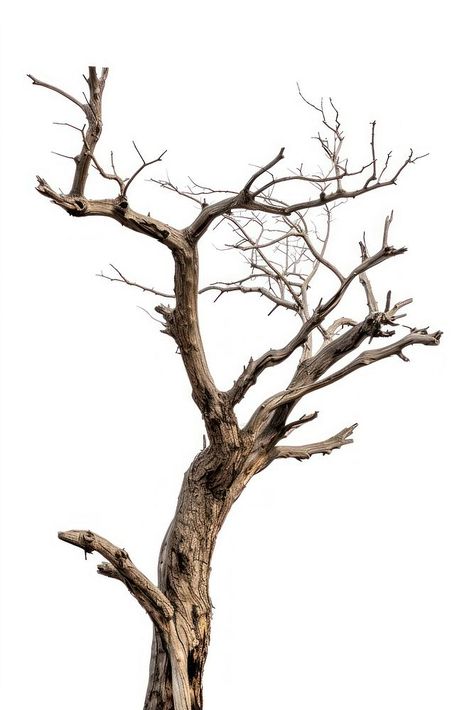 A dried tree driftwood plant white background. | free image by rawpixel.com Trees With No Leaves, Plant White Background, Driftwood Plant, Cottonwood Tree, Glass Wallpaper, Dry Tree, Bare Trees, Dead Tree, Ceramic Art Sculpture