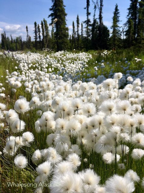 Found in wet bogs, roadsides, and tundra. Blooms June to August. #alaskacottongrass #wildflowers #alaska Alaskan Garden, Alaskan Wildflowers, Alaskan Flowers, Maester Aemon, Homestead Vibes, Tundra Plants, Alaska Flowers, Alaska Wildflowers, Fire Illustration