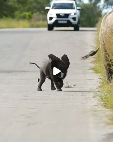 𝙀𝙡𝙚𝙥𝙝𝙖𝙣𝙩𝙨 𝙒𝙤𝙧𝙡𝙙 🐘 on Instagram: "Baby elephant playing and having fun! 🥰😍🐘 ▪️ 🐘 𝐓𝐚𝐠 𝐚𝐧 𝐄𝐥𝐞𝐩𝐡𝐚𝐧𝐭 𝐥𝐨𝐯𝐞𝐫 𝐚𝐧𝐝 𝐬𝐡𝐚𝐫𝐞 🐘 ▪️  𝐈𝐟 𝐲𝐨𝐮 𝐥𝐨𝐯𝐞 𝐄𝐥𝐞𝐩𝐡𝐚𝐧𝐭𝐬 𝐭𝐡𝐞𝐧 𝐝𝐨 𝐟𝐨𝐥𝐥𝐨𝐰 👇  @elephantsofworld  ▪️  ▪️  ▪️ (@deon_wildlifephotography / @andrew_taylor_wildlifephoto_) ▪️  ▪️  ▪️ ➖ ➖ ➖ ➖ ➖ ➖ ➖ ➖ ➖ ➖ ➖ ➖ #elephant #elephantlove #elephants #elephantlover #elephantlovers #elephantfamily #elephantsofworld #elephantparade #elephantjournal #elephantsantuary #elephantbaby#elephantorphanage #elephant🐘 #elephantears #elephantrock #elephantbar #elephantear #elephantear #elephantcamp #elephantjunglesanctuary #elephantarmy#elephantrescue #elephantconservation #elephantshirt #elephantandcastle #elephantpants #elephantsafari #elephantday" Elephant Videos, Baby Elephant Video, Elephant Video, Elephant Gif, Elephant World, Funny Elephant, Elephant Camp, Baby Elephants Playing, Pinnawala Elephant Orphanage