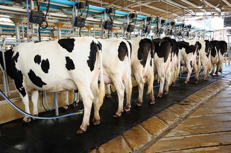 In-depth, science-based report about the impacts of dairy production on the environment, animals and people. Gado Leiteiro, Milk Industry, Dairy Business, Local Milk, Dairy Industry, Livestock Farming, Business Icons Vector, Dairy Cattle, Factory Farming