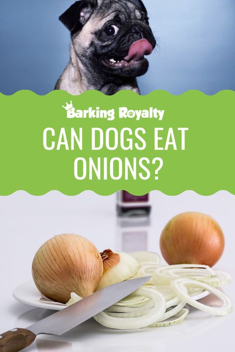 Why you shouldn't feed your dog with onions, and how much of onions is too dangerous.  Read on and discover why dogs shouldn't eat onion. #dog #dogs #dognutrition #doghealth #onions Things Dogs Cant Eat, White Castle Burgers, Probiotics For Dogs, Onion Juice, Vegetable Medley, Dog Nutrition, Human Food, Can Dogs Eat, Dog Eating