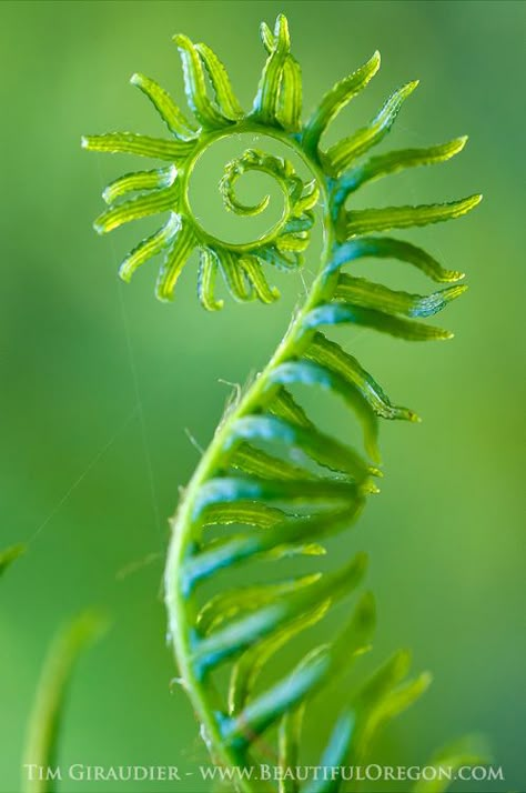 Deer Fern, Spirals In Nature, Fiddlehead Ferns, Geometry In Nature, Oregon Photography, Plant Photography, Unusual Plants, Foto Tips, Natural Forms