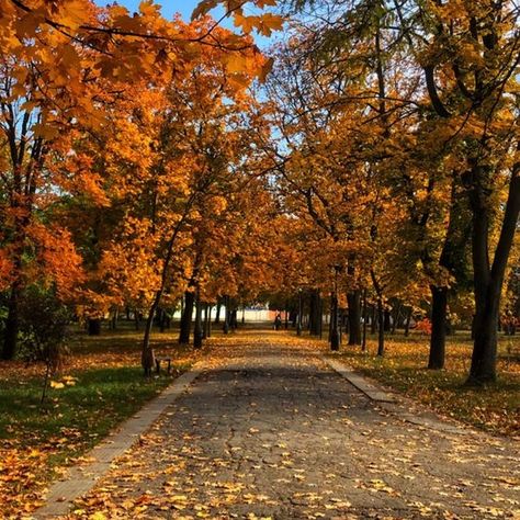 Starbucks Psl, Nyc Autumn, Fall Nyc, Cozy Halloween, Fall Mood Board, Orange Leaves, Autumn In New York, Aesthetic Autumn, Pumpkin Spice Season