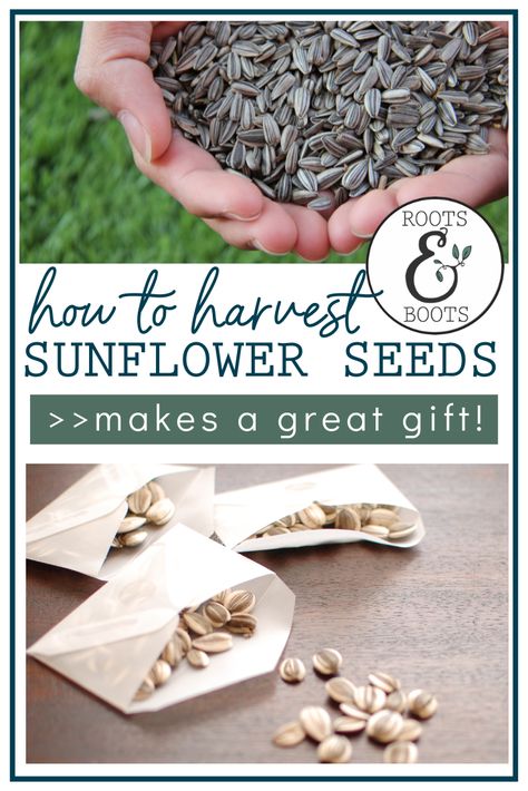 Did you grow sunflowers this year? Now is the time to harvest sunflower seeds for next year! Collecting seeds from your own sunflowers is super easy. Homegrown sunflower seeds make great gifts, and saving your own seeds will free up a bit of room in your gardening budget for next year. Read how to harvest sunflower seeds and give them as gifts! Harvest Sunflower Seeds, Homegrown Recipes, Harvesting Sunflower Seeds, Diy Homesteading, Grow Sunflowers, Homestead Lifestyle, Homestead Gardening, Sunflower House, Homesteading Ideas