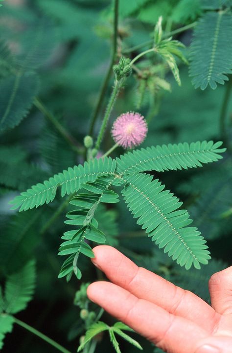 Can a Plant Remember? This One Seems to—Here’s the Evidence Mimosa Plant, Glass Gem Corn, Mimosa Pudica, Sensitive Plant, Indian Corn, Japanese Bonsai, Amazon River, Seed Pack, Seed Packets