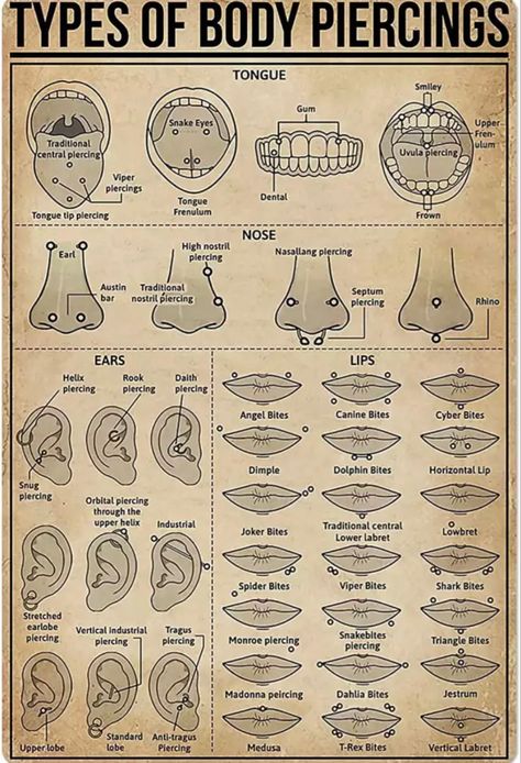 Types Of Body Piercings, Body Piercings, Different Types, Piercings