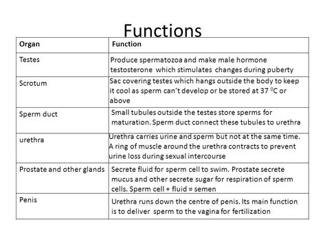 Male Reproductive System Anatomy Notes, Male Reproductive System Notes, Female Reproductive System Functions, Reproductive System Notes, Male Reproductive System Anatomy, Biology Tips, Paramedic Study, Nursing School Studying Cheat Sheets, Male Reproductive System