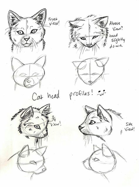 Head Views, Face Profile Drawing, Spirit Animals Book, Head Side View, How To Draw Cats, Cats Drawings, Side View Drawing, Draw Cats, Draw A Cat