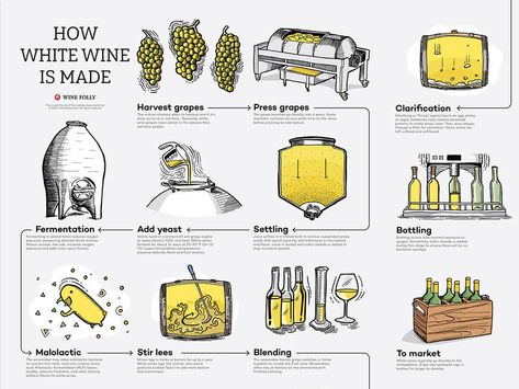 Wine Production Process, Wine Content, Nebbiolo Wine, Wild Grapes, Wine Chart, Wine Cheese Pairing, White Wine Grapes, Wine Train, Wine Yeast