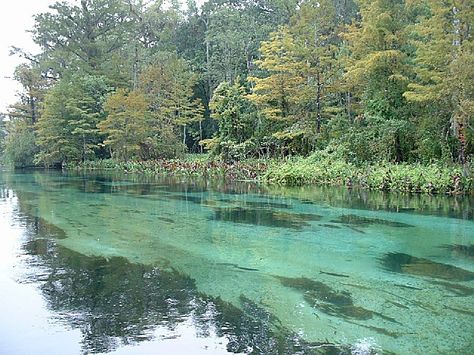 Edward Ball Wakulla Springs State Park .. close to home :) Wakulla Springs, Florida History, Florida Adventures, Florida Springs, Tallahassee Florida, Florida Girl, Old Florida, Sunshine State, Florida Travel