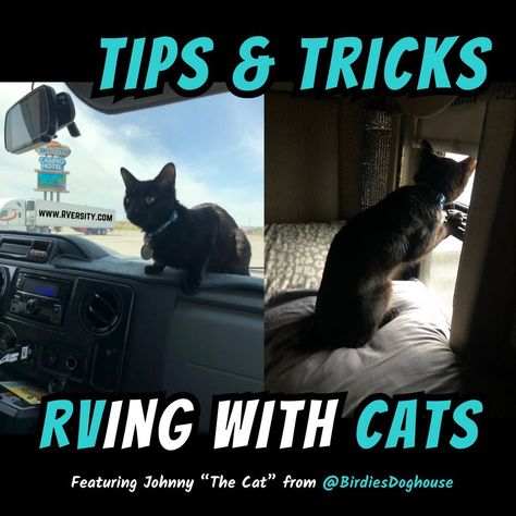 🐈‍⬛ Calling all adventurous cat lovers! ❤️ Are you ready to hit the road with your feline friend? Look no further as we travel with 5 of them! (1 cat + 4 dogs) 🐾 . 🚐 ✨ Embarking on an RV adventure with your cat is an experience like no other, but it requires some careful planning and consideration. Whether you're a seasoned RVer or a newbie gearing up for your first trip together, these tips will ensure a safe, enjoyable journey for both of you! 🛣️🐈 . ✅ This is our list of Top Tips for RVing ... Cat Checklist, Rv Cat, Rv Pet, Cat Essentials, Rv Adventure, Buying An Rv, Dog Top, Cat Travel, Pet Hacks