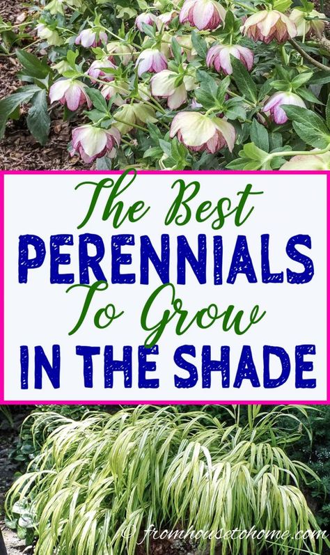 This list of the best shade loving shrubs and perennials is awesome! There are lots of plant options for containers, to grow under trees and that are low maintenance to cover any shade garden landscaping possibilities. Shade Garden Landscaping, Shade Plants Container, Shade Loving Shrubs, Perennial Ground Cover, Plants Under Trees, Shade Loving Perennials, Shade Shrubs, House To Home, Best Perennials