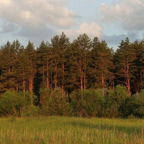 Russian Wilderness, Forest Aesthetic, Aesthetic Cottagecore, Trees Forest, Life Is Strange, Nature Aesthetic, Pretty Places, Mother Earth, Not Mine