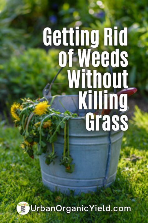 How to get rid of weeds that are in your lawn, landscaping or garden? How do you kill and prevent weeds from coming back? Learn more for tips on how to identify the weeds and how to remove them from your lawn or landscaping. #Landscaping #LawnCare #Lawn #Weeds #Landscaping #Gardening #UrbanOrganicYield How To Get Weeds Out Of Lawn, Lawn Weeds How To Get Rid, How To Get Rid Of Weeds In Lawn, How To Get Rid Of Weeds In Rocks, Weeds In Garden, Weeding Tips, Kill Weeds Naturally, Lawn Weeds, Lawn Repair