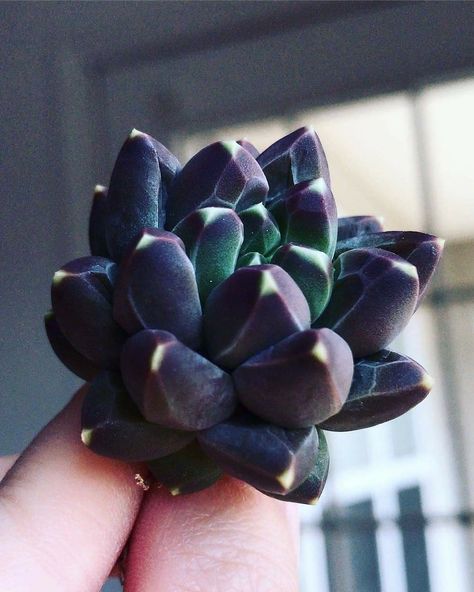 Cool Succulents, Succulent Garden Design, Plant Fungus, Succulent Garden Diy, Colorful Succulents, Succulent Gardening, Succulents Indoor, Succulent Terrarium, Rare Succulents