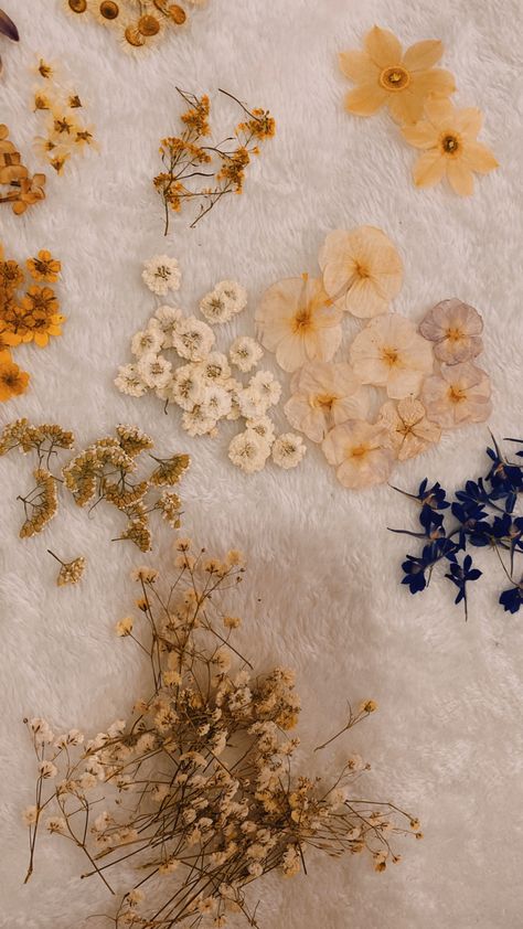 #pressed #flowers Pressed Flower Aesthetic, Pressed Flowers Aesthetic, Wood Elf, Flowers Dried, Lights Camera Action, Flowers Aesthetic, It's A Secret, Spring Aesthetic, Pressed Flowers