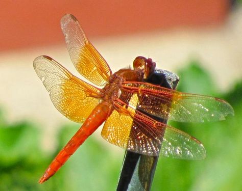 orange dragonfly Orange Dragonfly, Insect Photography, Dragonfly Tattoo, Insects, Bee, Mural