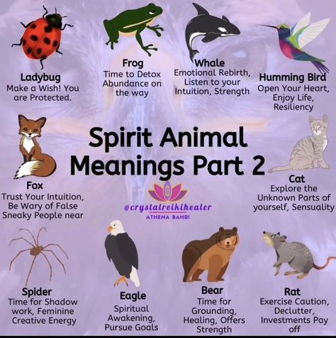 Cat Meaning Spirit Animal, Totem Animals Meaning, Hedgehog Spiritual Meaning, How To Find Your Spirit Animal, Spiritual Animal Meanings, Animal Omens, Animal Totem Spirit Guides, Spirit Animal Meaning, Animal Meanings