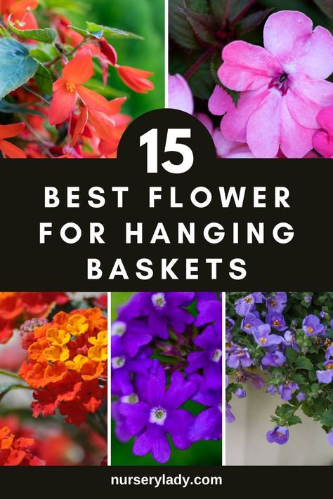 Hanging basket flowers -
Garden inspiration -
Container gardening -
Plant care tips -
Blooming beauties -
Outdoor decor -
Garden design -
Hanging gardens -
Hanging basket landscaping -
Container gardening ideas -
Hanging garden variety -
Garden design -
Horticultural recommendations -
Botanical diversity -
Plant cultivation -
Floriculture techniques - Outdoor Plant Ideas, Best Flowers For Hanging Baskets, Flowers For Hanging Baskets, Hanging Basket Flowers, Winter Hanging Baskets, Hanging Arrangements, Planter Arrangements, Hanging Plants Outdoor, Decorative Plants