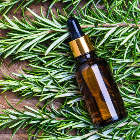 DIY Peppermint and Rosemary Infused Oil Recipe Infused Oil Recipes, Rosemary Oil For Hair, Ylang Ylang Essential Oil, Essential Oil Blends Recipes, Essential Oil Mixes, Essential Oils For Hair, Diy Oils, Lemongrass Essential Oil, Essential Oil Diffuser Blends