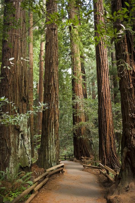 Muir Woods California, Muir Woods National Monument, Redwood Trees, Muir Woods, Redwood Tree, Forest Bathing, Redwood Forest, Forest Path, Old Trees