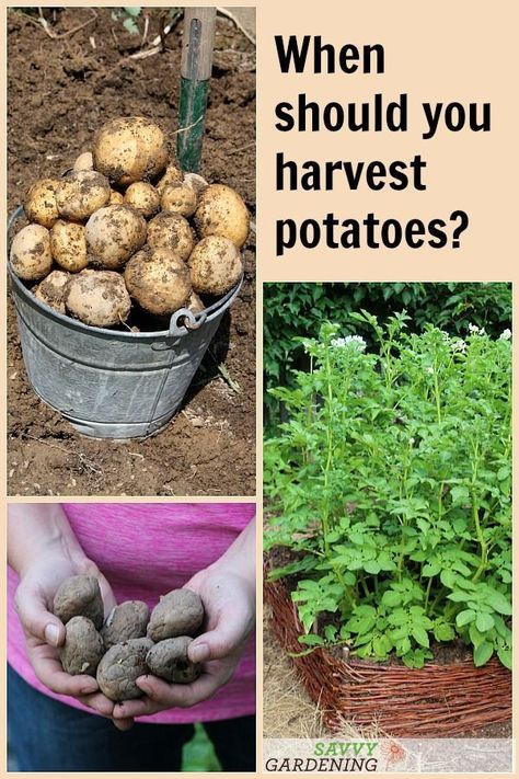 Do you know when potatoes are ready for digging? Knowing when to harvest potatoes in garden beds and containers isn't difficult, but it does require some careful thought. #vegetablegardening #growingpotatoes When To Pick Potatoes From Garden, How To Harvest Potatoes, Harvesting Potatoes In Containers, Potatoes In Garden, When To Harvest Potatoes, Harvest Potatoes, Potatoes In Containers, Harvesting Potatoes, Container Potatoes