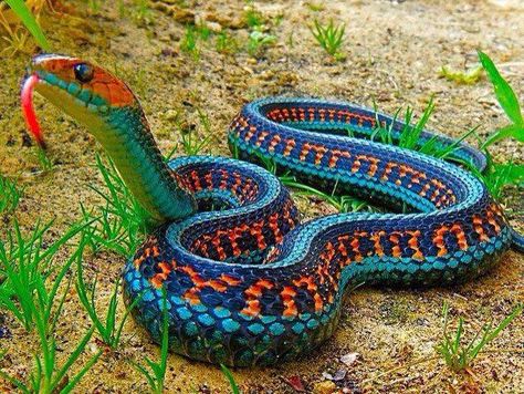 Blue orange & green snake Cool Snakes, Garter Snake, Regnul Animal, Colorful Snakes, Beautiful Snakes, Colorful Animals, Reptiles And Amphibians, Lizards, On The Ground