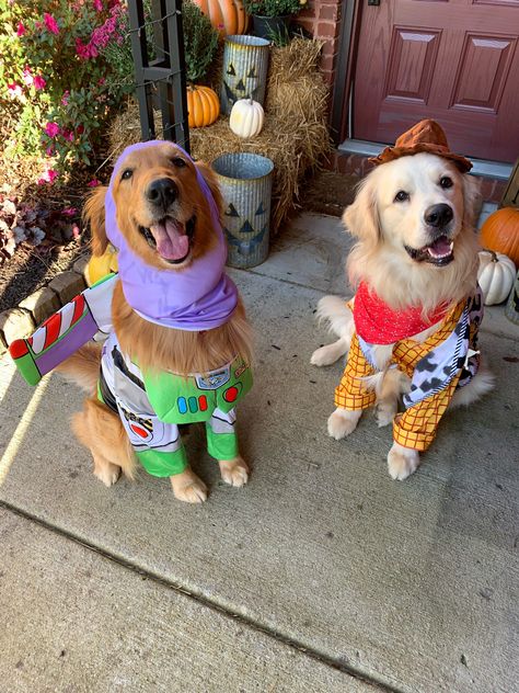 Two golden retrievers dressed up in Halloween costumes as Buzz Lightyear and Woody from the movie Toy Story. 2 Dog Costume Ideas, Dog Sibling Costumes, Puppies In Halloween Costumes, Couples Costumes With Two Dogs, Halloween Dog Costume Golden Retriever, Halloween Dog Costume Diy Easy, 3 Dog Costume Ideas, Dog Pair Costumes, Golden Retriever Costume Ideas