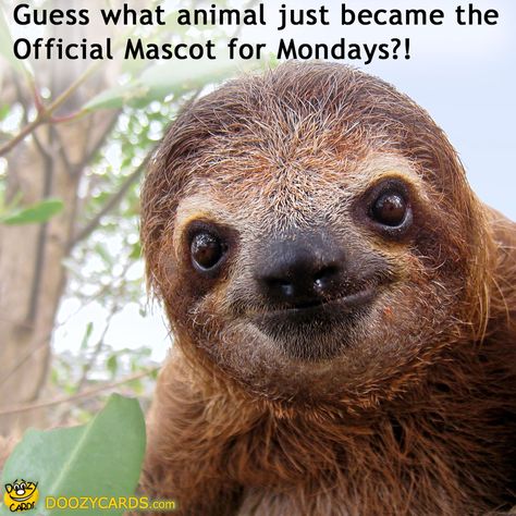 Monday Mascot, View the Popular Monday Mascot eCard Sloth Pictures, Sloth Stuff, Sloth Facts, Smiling Sloth, Two Toed Sloth, Smiling Animals, Three Toed Sloth, Koala Bears, Sloth Art