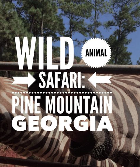 The beautiful Wild Animal Safari in Pine Mountain Georgia is a great drive-through zoo with over 500 animals to see up close. Pine Mountain Georgia, Best Beaches In Florida, Beaches In Florida, Pilot Wife, Travel Printables, Budapest Travel, Pine Mountain, Animal Safari, Adventure Guide